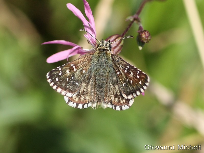 Tutti Pyrgus malvoides? No, anche P. armoricanus - Hesperiidae